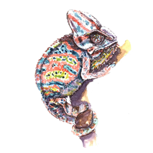 Reptile Cookie Cutters