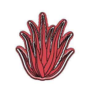 Aloe Plant Cookie Cutter