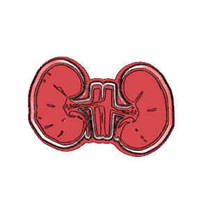 Anatomy Cookie Cutter