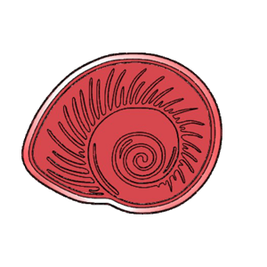 Detailed Ocean Shell Cookie Cutter