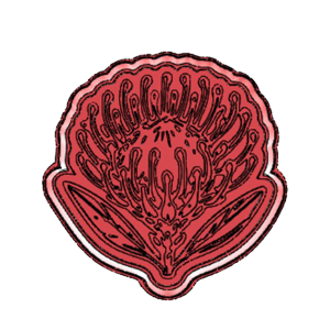 Sugarbush Protea Cookie Cutters
