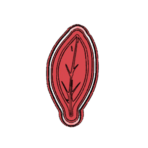 Protea Leaf Cookie Cutter