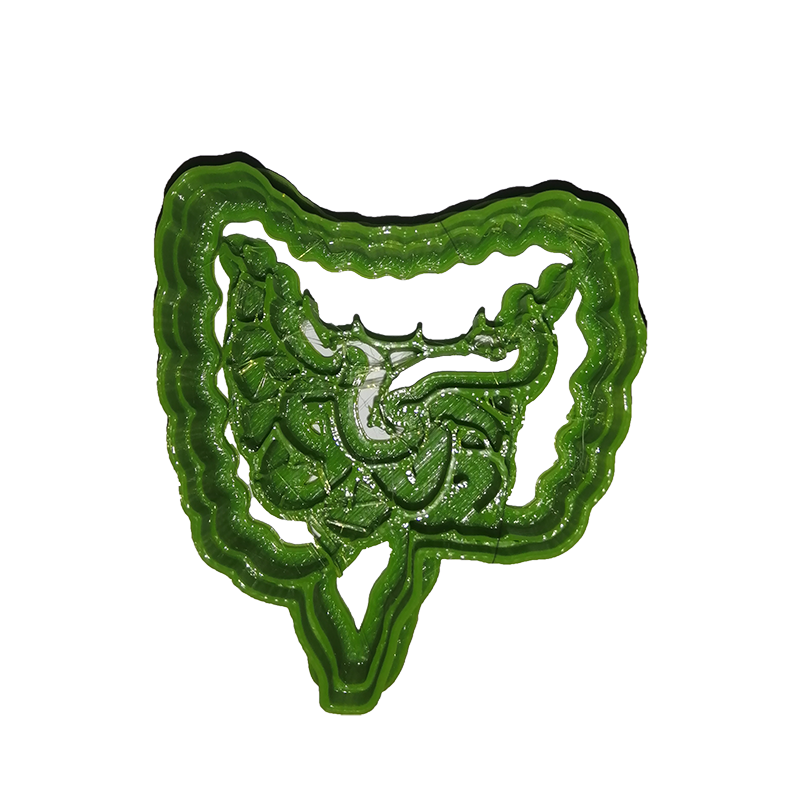 Large Intestine Anatomy Cookie Cutter